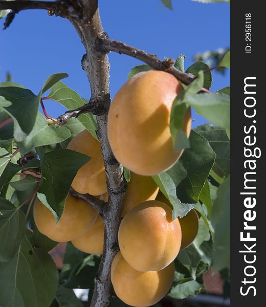 Apricots on apricot-tree, photo detail