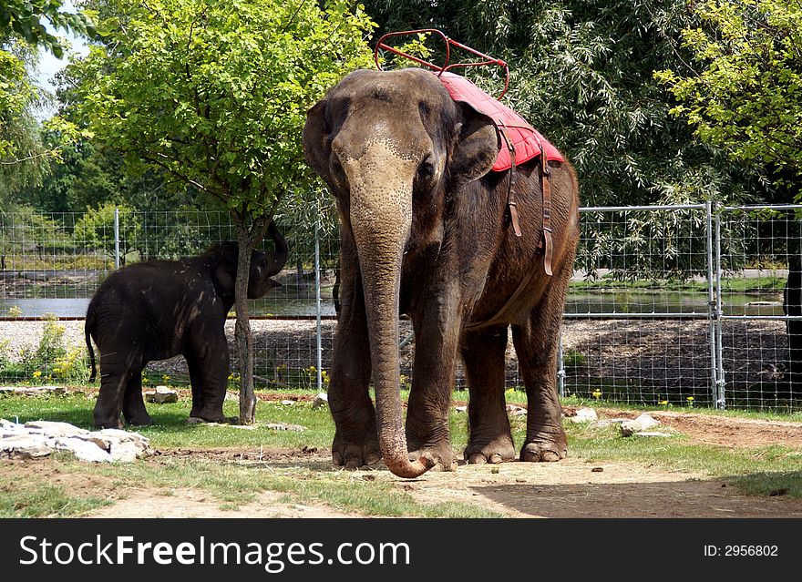 Photo of an elephant in the wild. Photo of an elephant in the wild