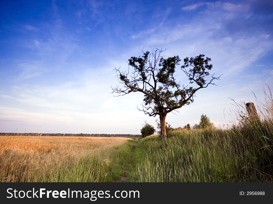 Tree in the rural.Beautyful nature.