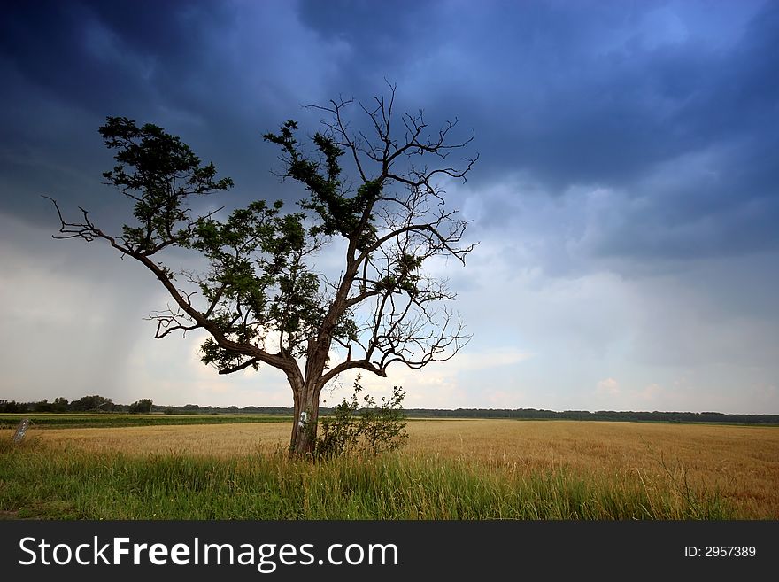 Tree In The Rural