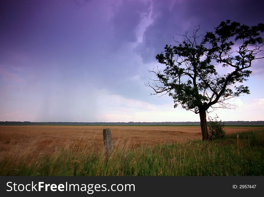 Sunset with a tree