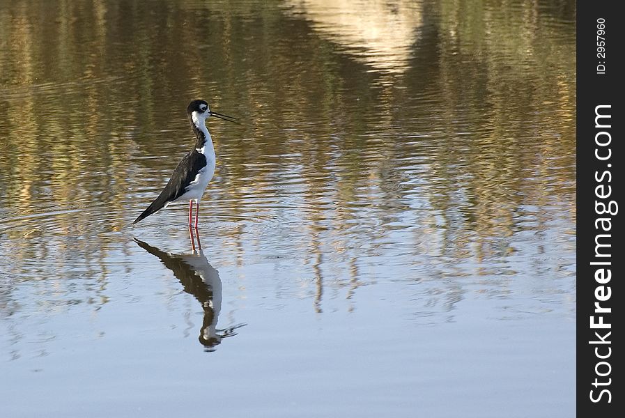 Black-necked Stilt (Himantopus mexicanus) at Waterbird regional park
