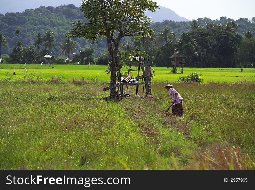 A woman working at padi field