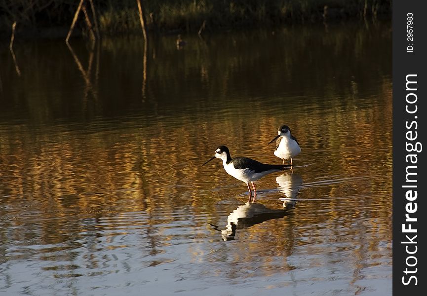 Black-necked Stilt