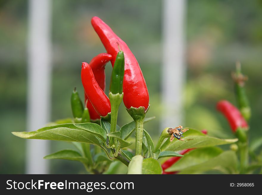 Small red hot chilli pepper plants in nature