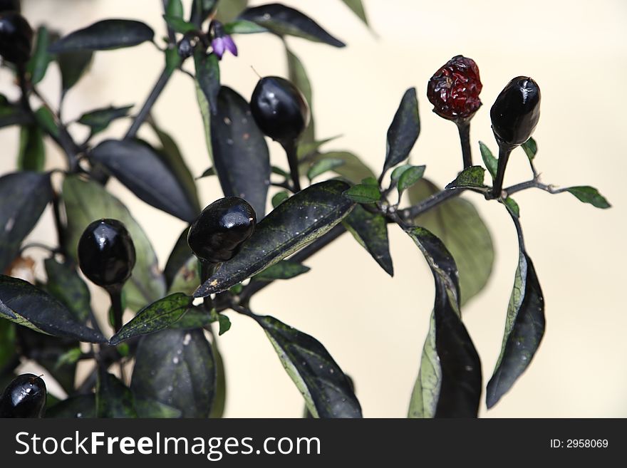 Small black hot chilli pepper plants in nature, beige background