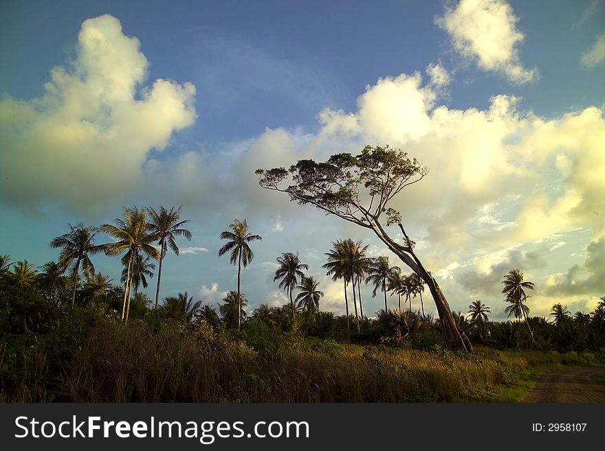 Coconut trees with sunset lighting