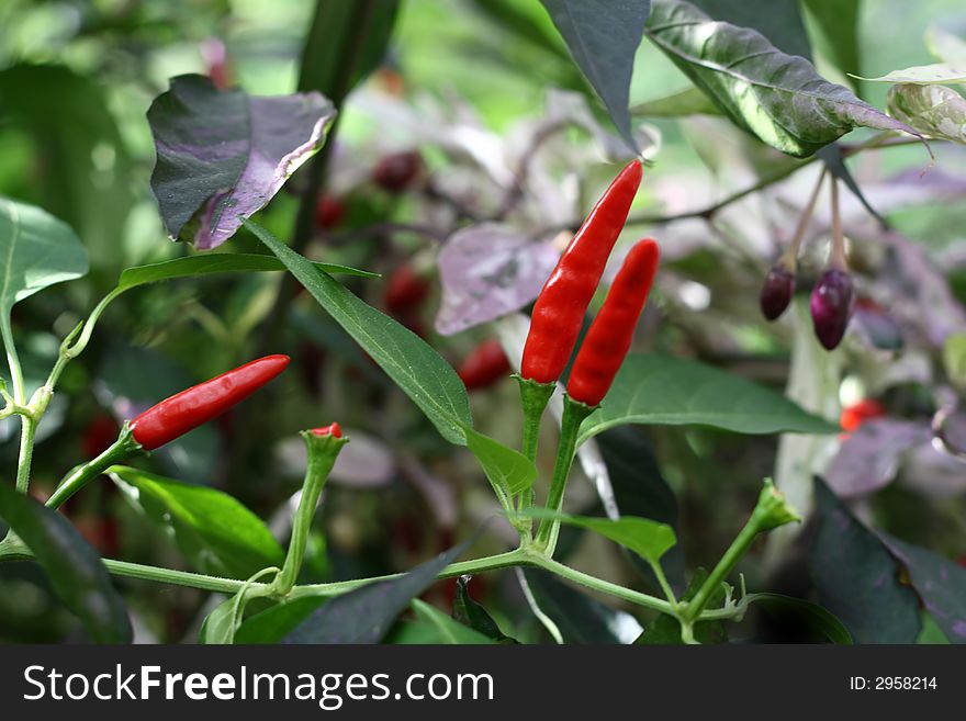 Small red hot chilli tabasco peppers in nature