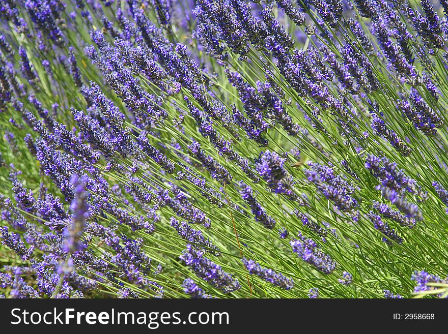 Provence lavender