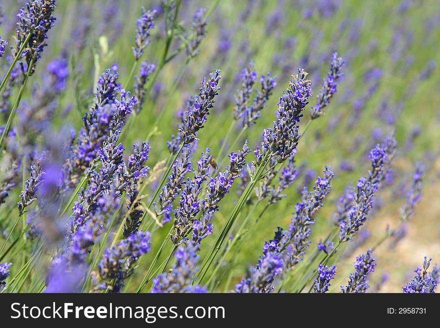 Provence Lavender Detail