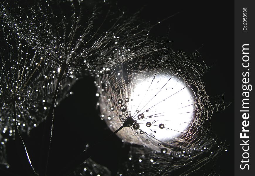 Dandelion seed against light source