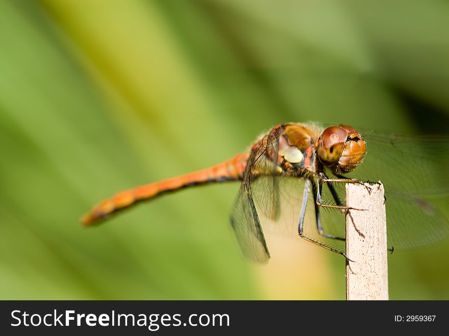 Red dragonfly close-up in the sun