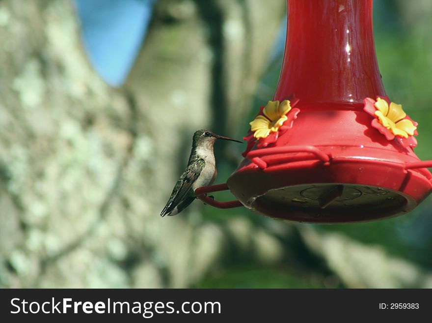 Female Ruby Throated Hummingbird at a feeder