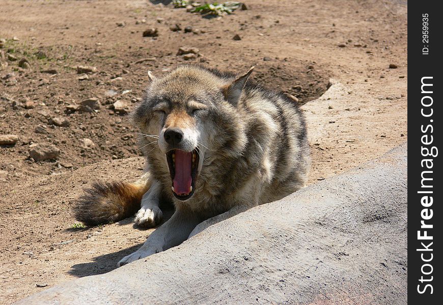 Wolf zoo wild nature sleep