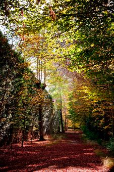 Way Of The Forest Between The Trees Of Intense Colors Stock Photos Way Of The Forest Between The Trees Of Intense Colors Stock Photos