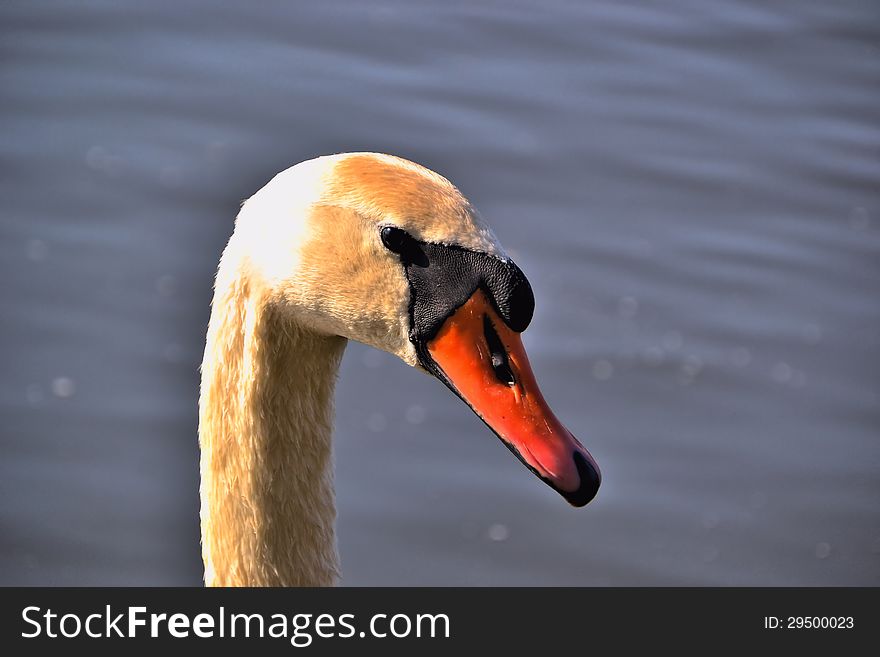 Close up of a swan