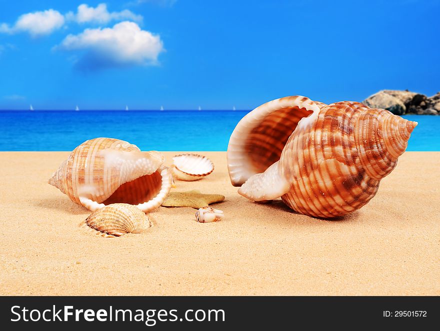 Group of seashells and starfish on the sandy beach. Group of seashells and starfish on the sandy beach