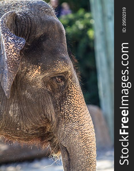 Head shot of an elephant