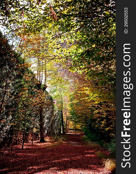 Way of the forest between the trees of intense colors, covered by the reddish fallen leaves in the autumn and bathed by a soft hot light of the Sun