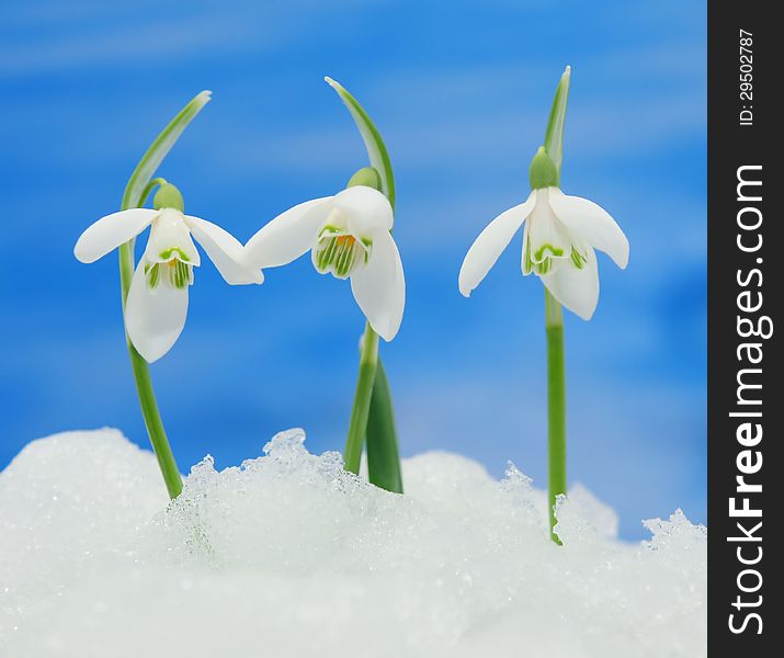 Snowdrops in snow with blurred blue background