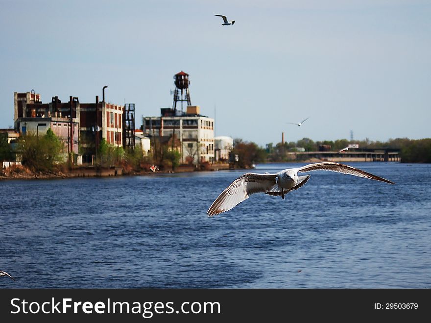 A Seagull Is Flying In Newark, Nj