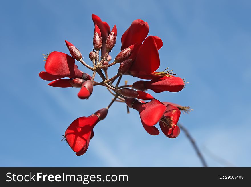 Flowes Of Coral Tree &x28;Erythrina&x29;