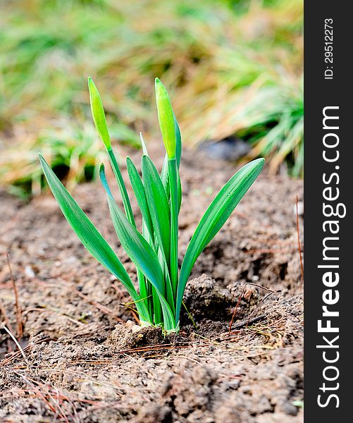 Spring is comingÃ¯Â¼Å’Narcissus pseudonarcissus seedlings growth