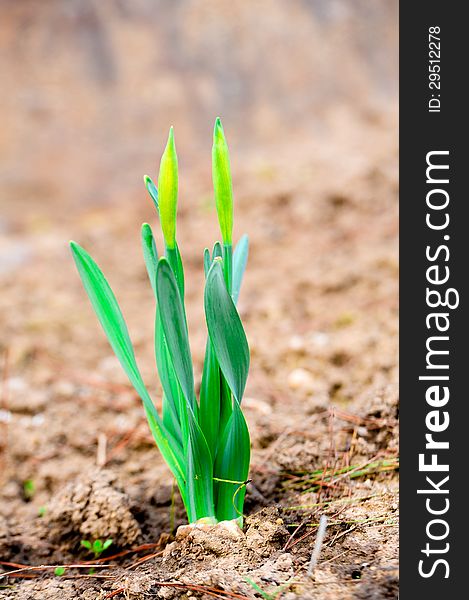 Spring is comingï¼ŒNarcissus pseudonarcissus seedlings growth