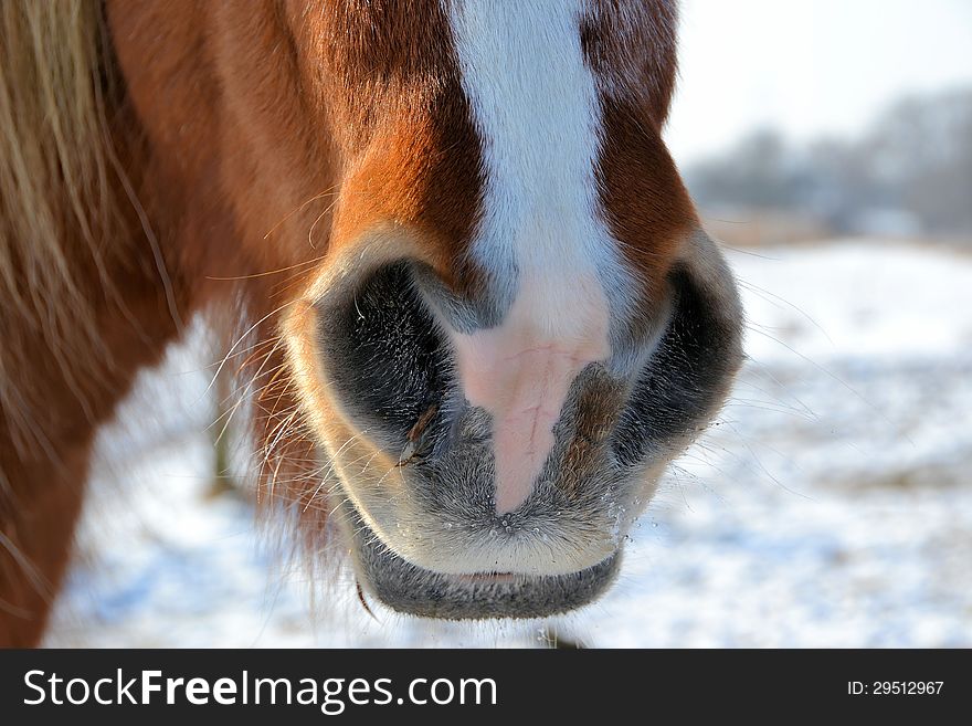 Closeup of a horse in winter
