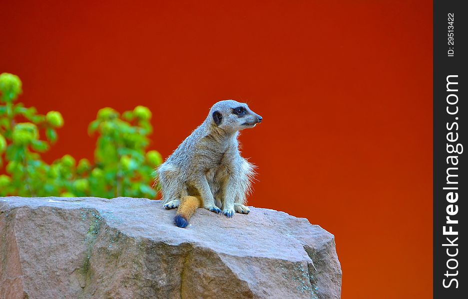 A meerkat sitting on a rock