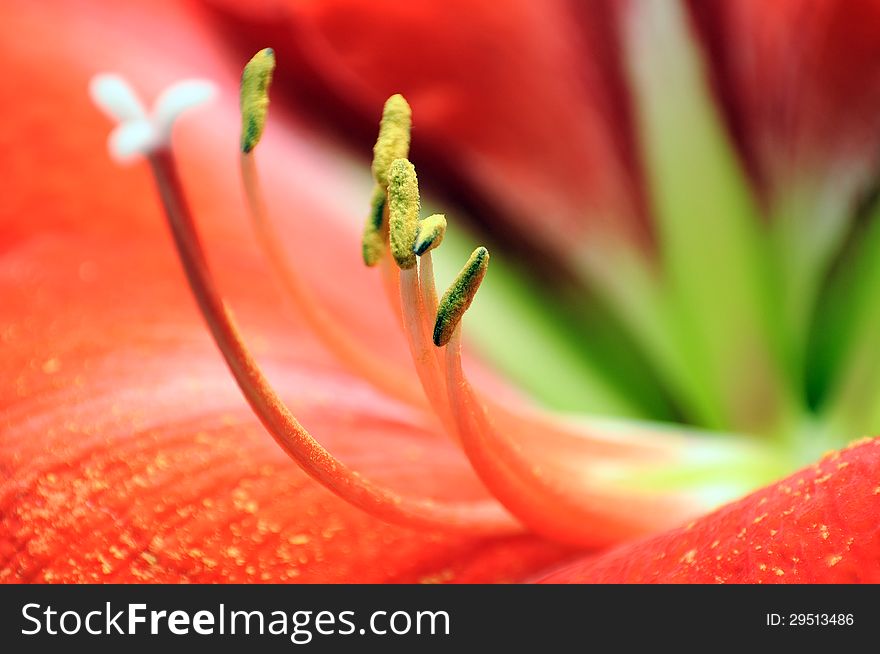 Detail of red amaryllis flower with pollen. Detail of red amaryllis flower with pollen