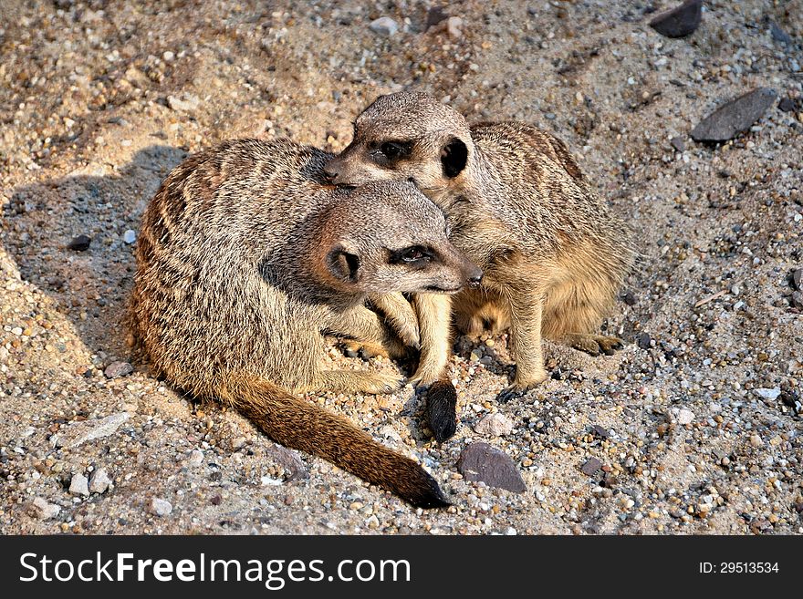 Two meerkats playing