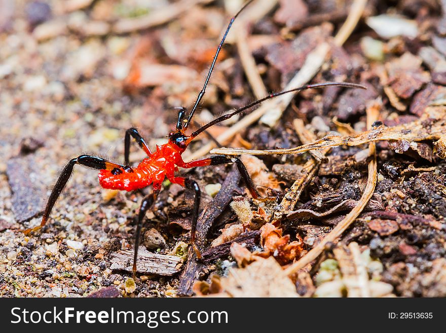 Red Assassin bug nymph