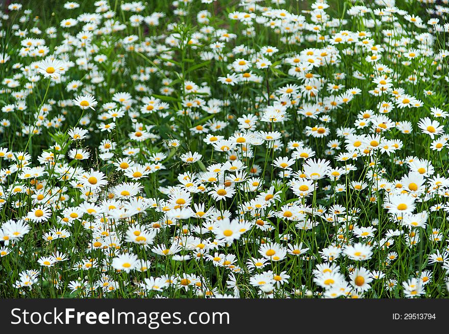 Green flowering meadow with white daisies