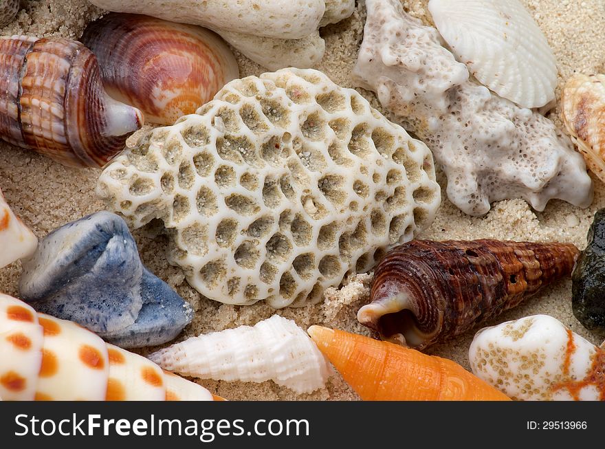 Background of Ocean Shells, Conch Shells and Corals Pieces and Pebbles closeup. Background of Ocean Shells, Conch Shells and Corals Pieces and Pebbles closeup