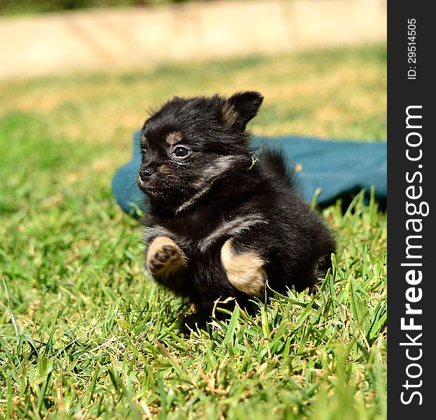 A cute chihuahua puppy running through the grass of a lawn