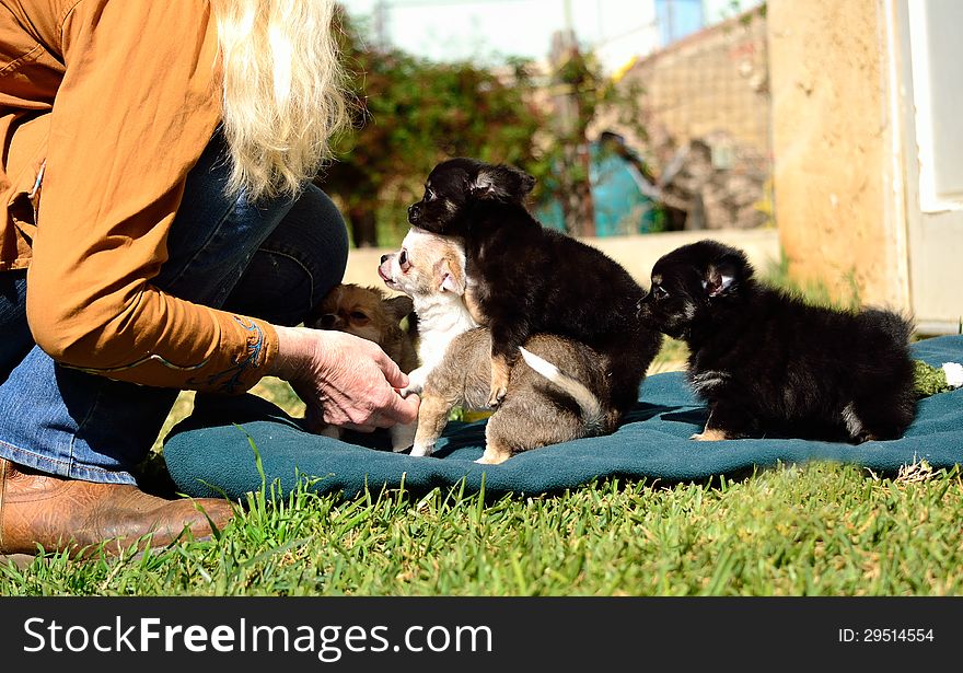 A family of chihuahua puppies look at it's master. A family of chihuahua puppies look at it's master