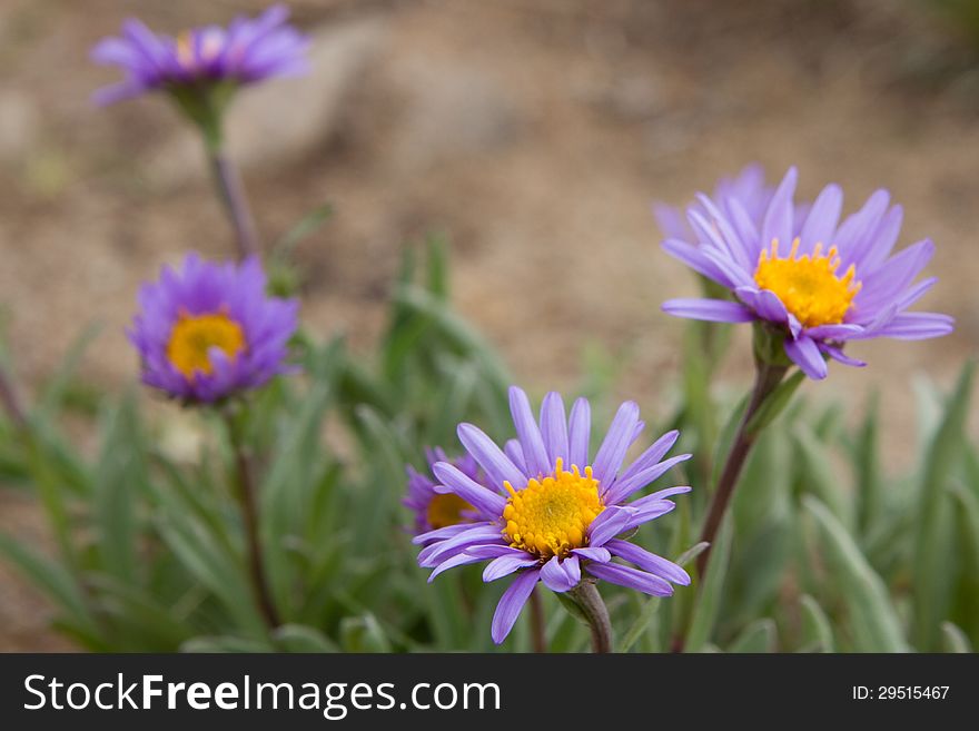 Violet Camomiles &x28;the Alpine Aster&x29;