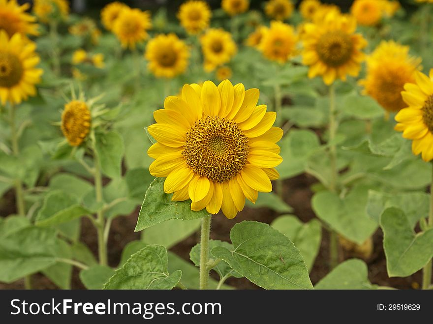 Bloom sunflowers in a garden