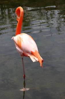 Lonely Graceful American Flamingo Stock Images Lonely Graceful American Flamingo Stock Images