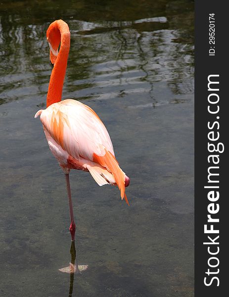 Graceful bird the American Red Flamingo in the nature of South America. Graceful bird the American Red Flamingo in the nature of South America.