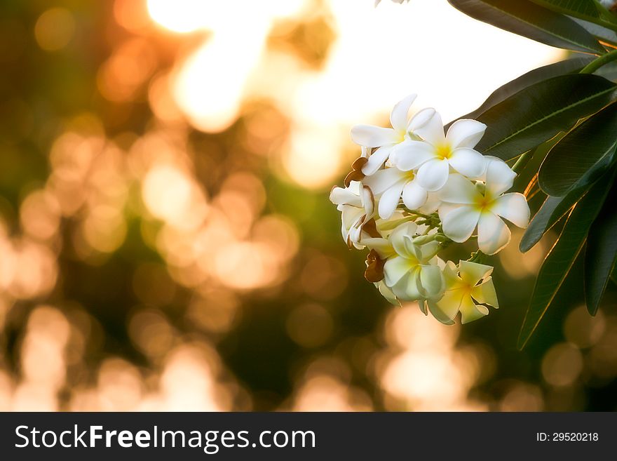 White frangipani in sunset, relax time