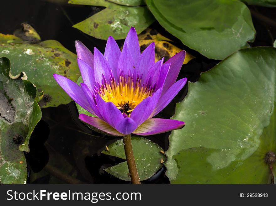 One lotus in the park. One lotus in the park