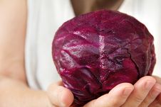 Red Cabbage Stock Image