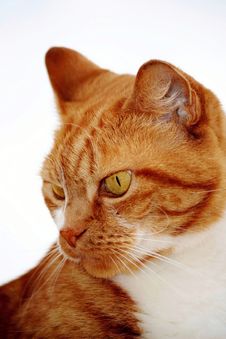 Arnie The Cat Stock Images