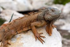 Iguana In Cancun, Mexico Royalty Free Stock Photo