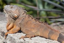 Iguana In Cancun, Mexico Royalty Free Stock Images