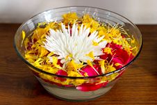 Chrysanthemum With Petals In A Vase With Water Royalty Free Stock Photo