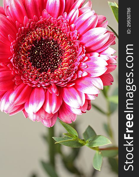 Beautiful, artistic gerbera flower close up