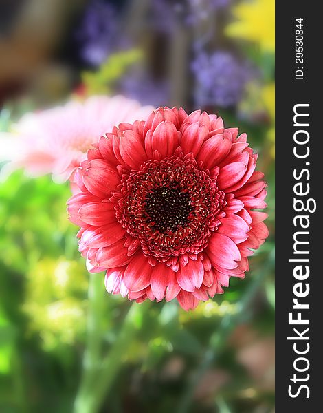 Beautiful, artistic gerbera flower close up